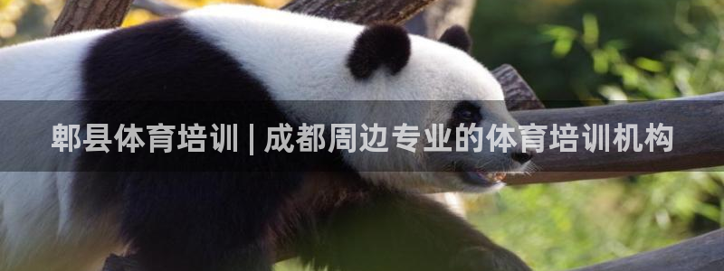 耀世平台的运营模式：郫县体育培训 | 成都周边专业的